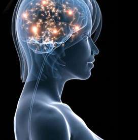 brain