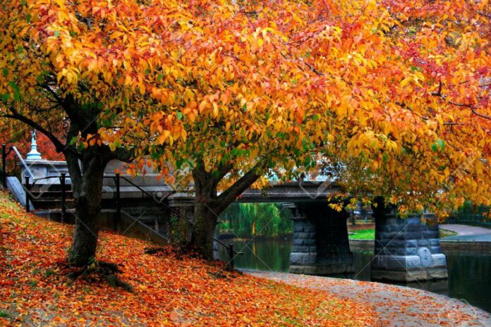 622593-autumn-in-boston-public-garden-massachusetts-usa