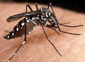 febre amarela